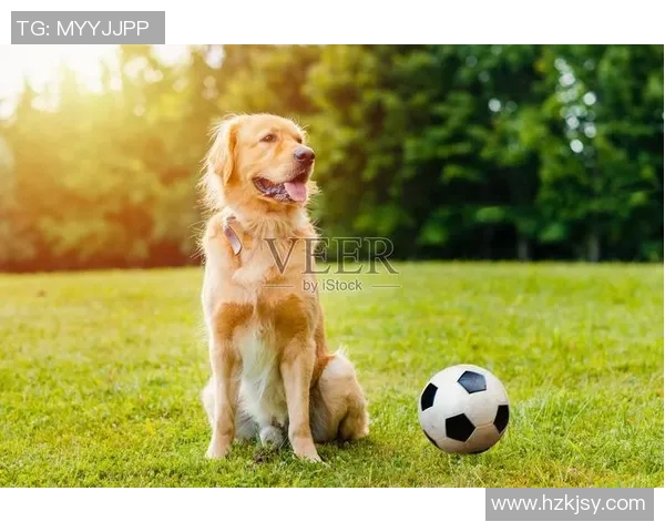 金毛犬陪伴下的足球明星生活揭秘与训练心得分享